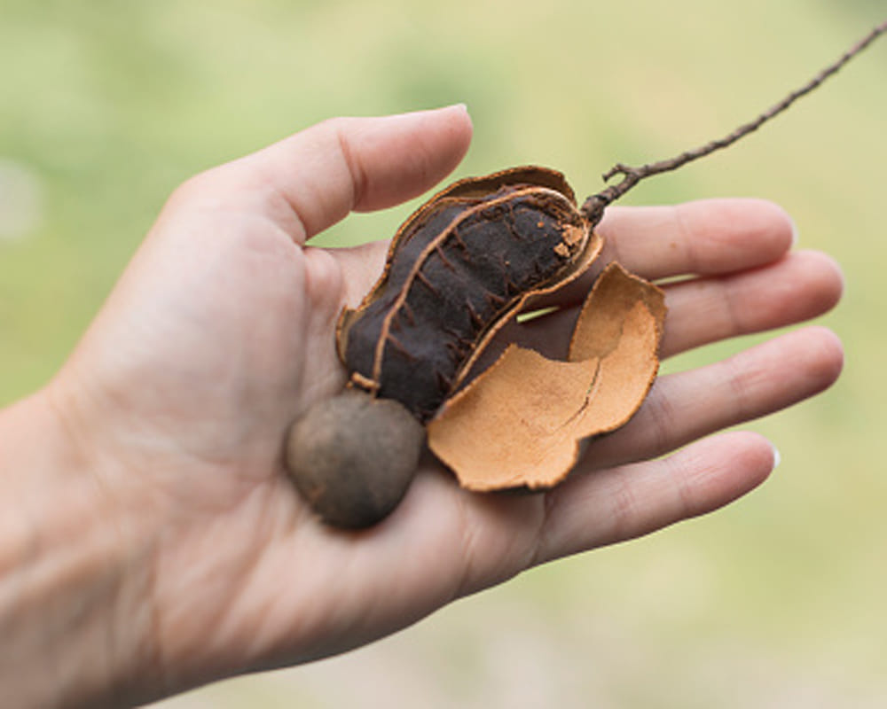 advantages of tamarind
