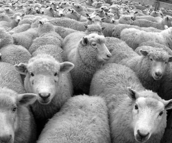 143 sheeps died in UP.