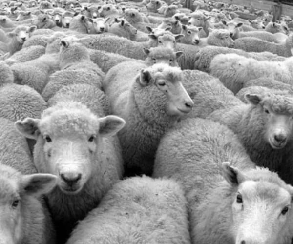 Mysterious disease killed 16 sheep