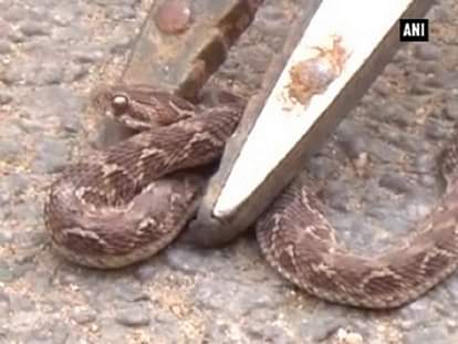 Snake found in two-wheeler 