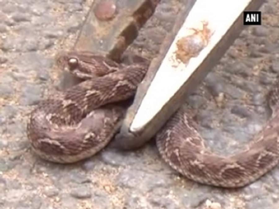 स्कूटर में मिला सांप