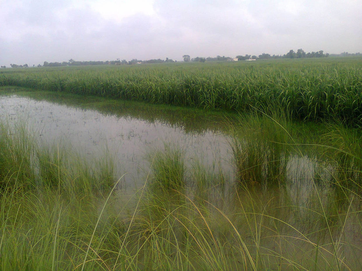 Increased water level in Gandak
