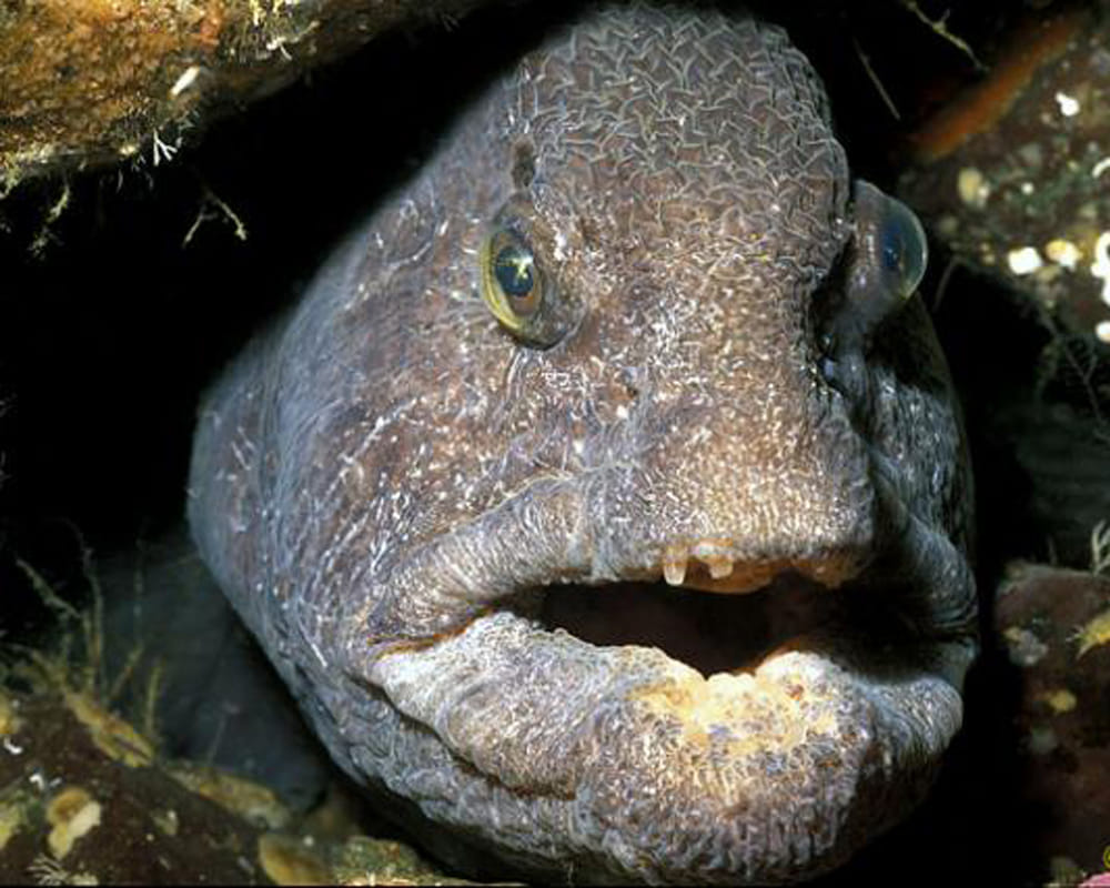 weird fish found in japan after fukushima disaster