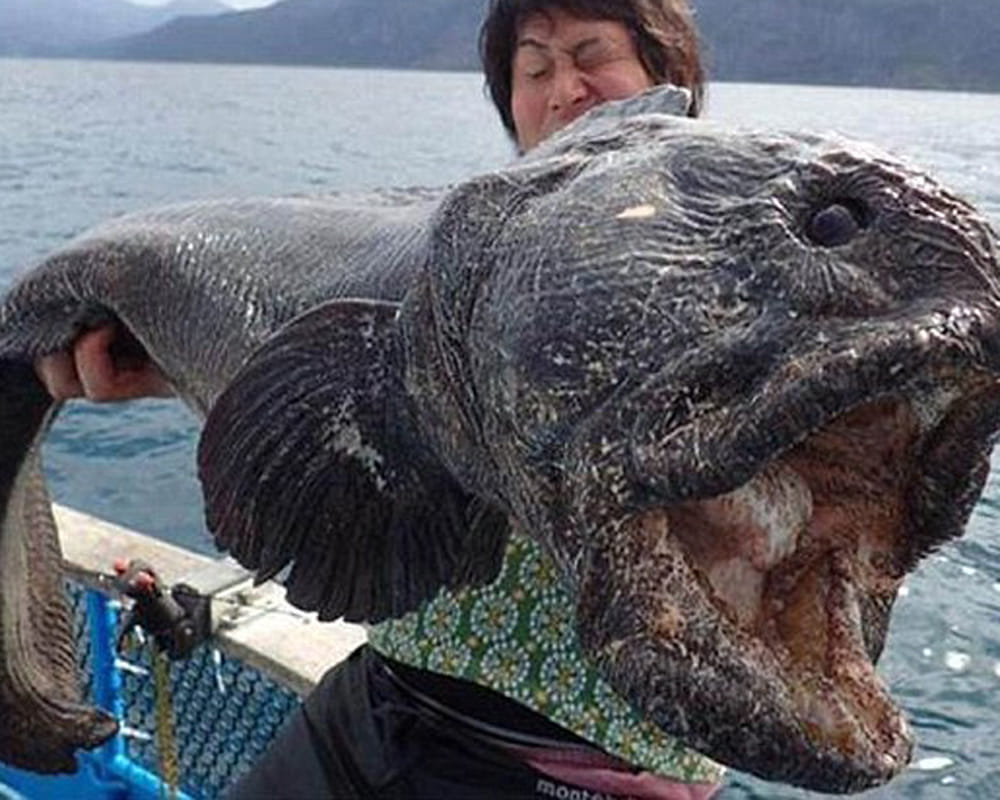 weird fish found in japan after fukushima disaster