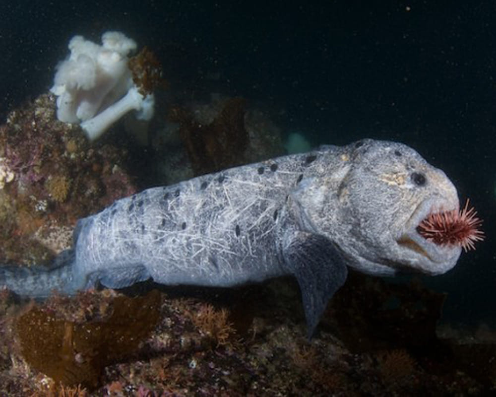 weird fish found in japan after fukushima disaster