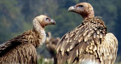 सांकेतिक तस्वीर