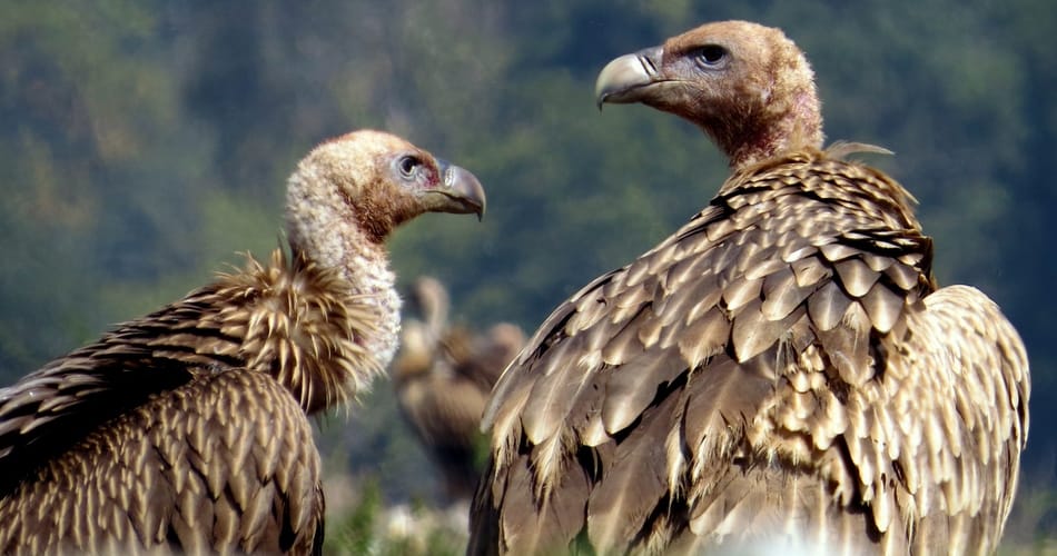 MP News: Conservation of endangered vultures will be done in Gandhi Sagar Sanctuary, plan ready