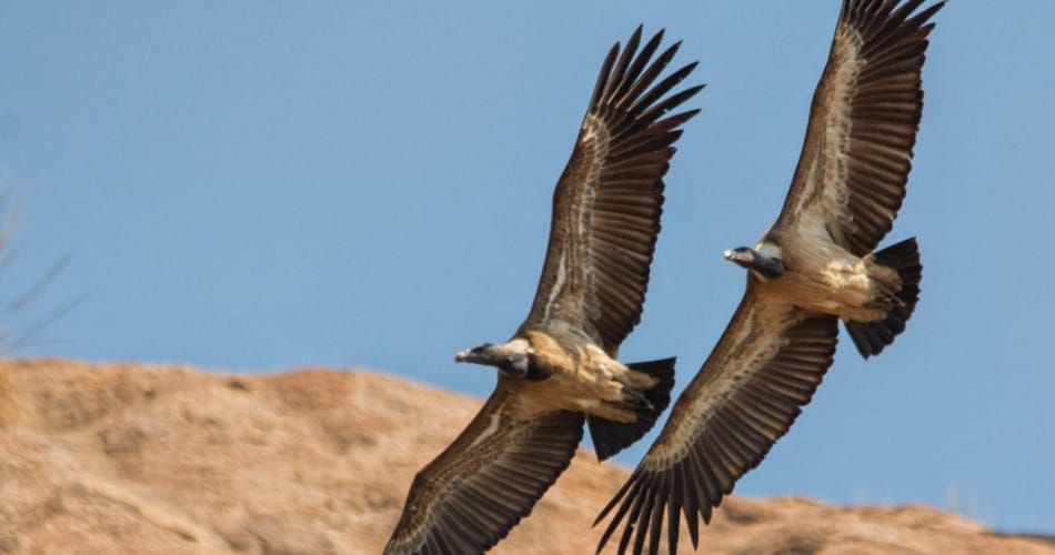 love story, ajab gajab love story, vultures love story, birds love story, weird animal