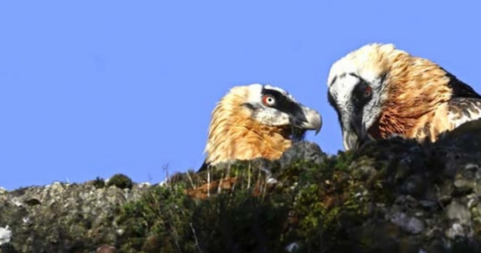 love story, ajab gajab love story, vultures love story, birds love story, weird animal