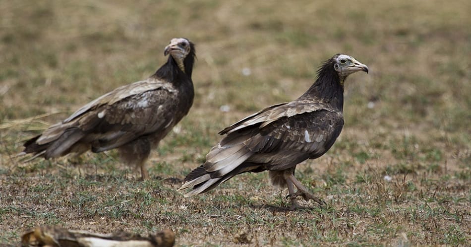 love story, ajab gajab love story, vultures love story, birds love story, weird animal