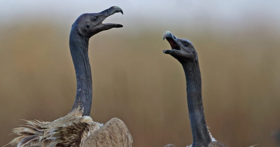 love story, ajab gajab love story, vultures love story, birds love story, weird animal