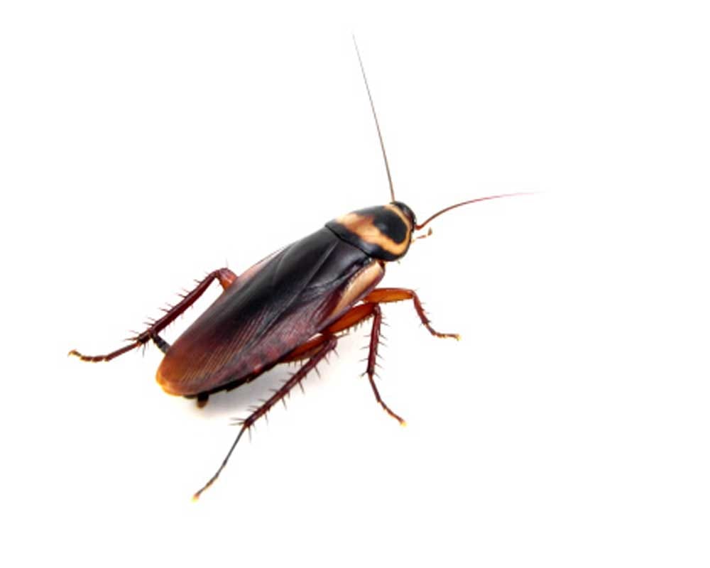 To get rid of cockroaches easily