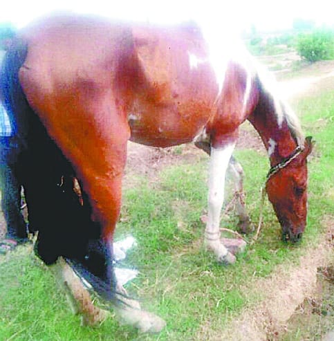 Confirmed fatal glanders, will be killed 'Dhanno'