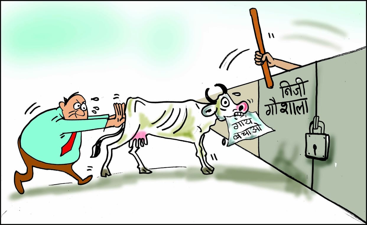 rohtak, parahawar Goshalaan, cow death, rss, bjp, haryana, big issues, haryana, private