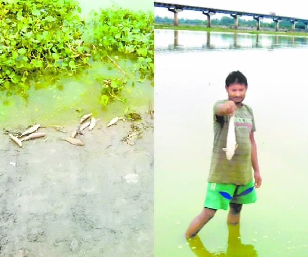 Fishes died in Ganga in Raebareli.