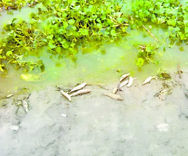 Fishing ponds will repair