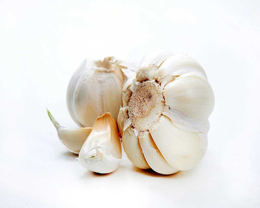 benefits of garli 