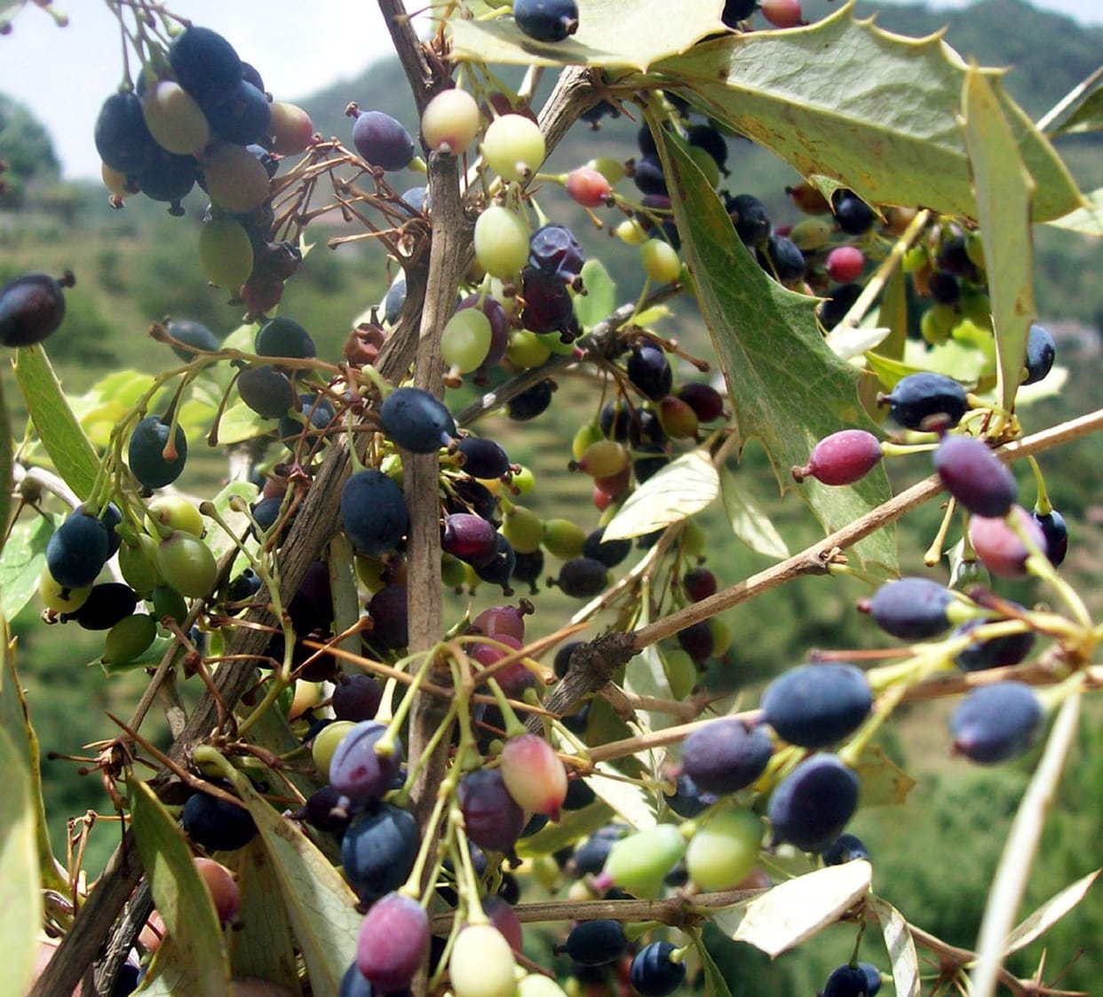 kilmora use in life saving medicine