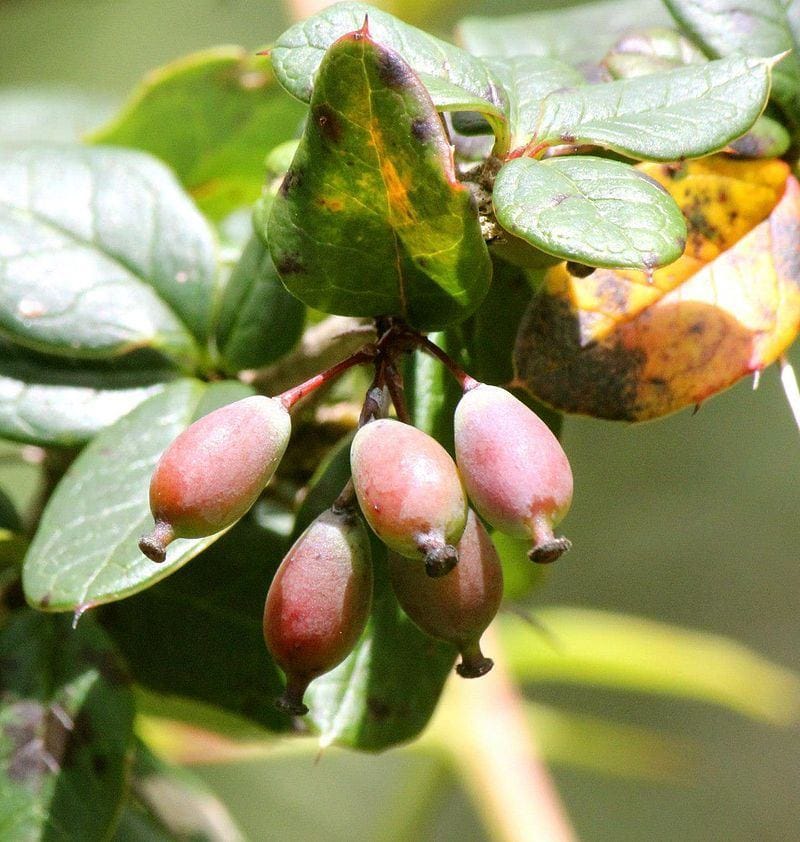 kilmora use in life saving medicine