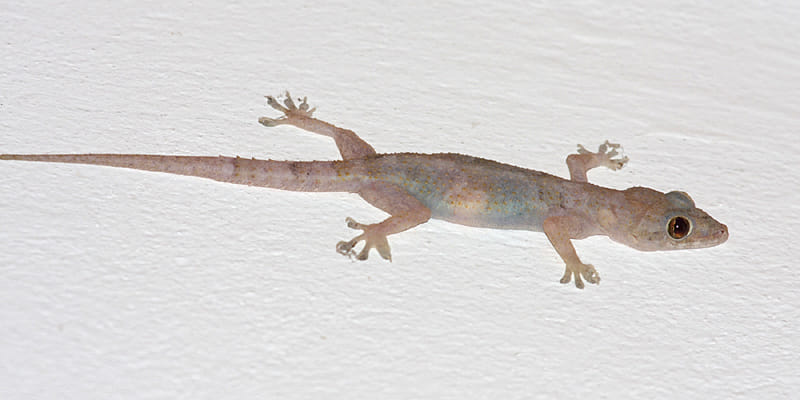 what meaning lizard on body