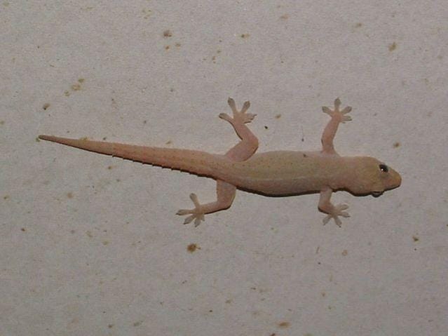 what meaning lizard on body