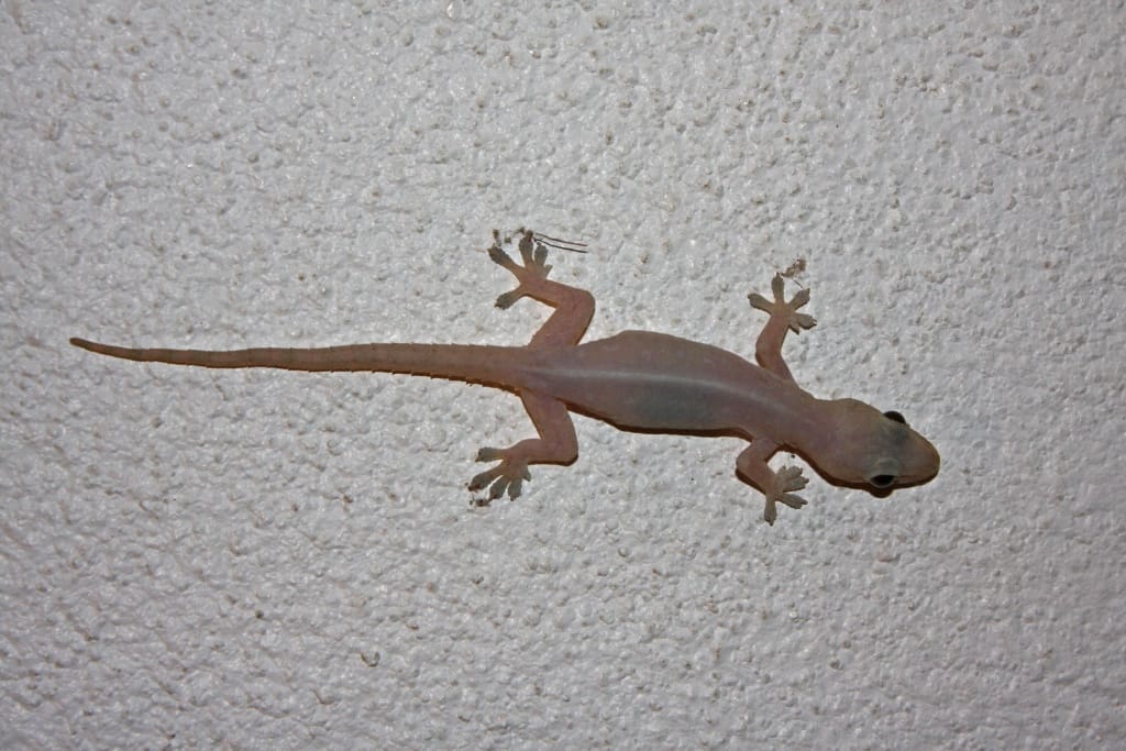 what meaning lizard on body