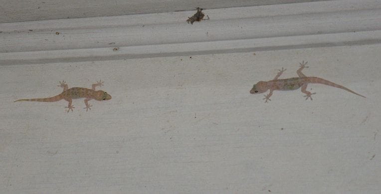 what meaning lizard on body
