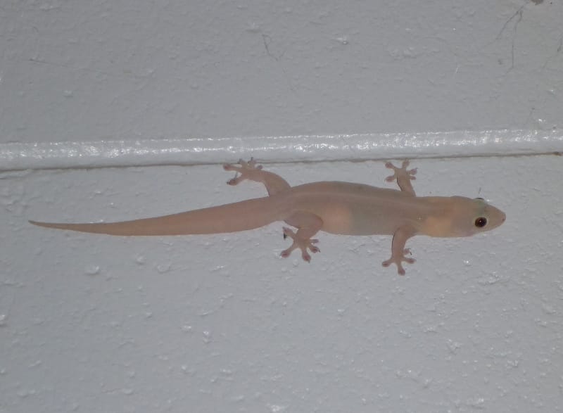 Shakun Shastra lizard falling on head chipkali ka girna if you see lizard