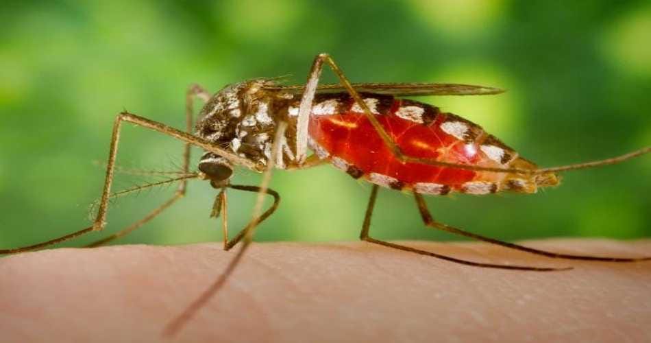 why few people are more susceptible to mosquito bites, what study says on this