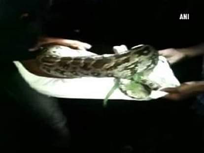 Watch: 5-foot-long python found inside traffic police station