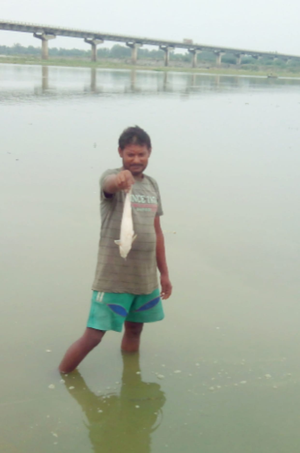 Fish died in the river ganga created stir