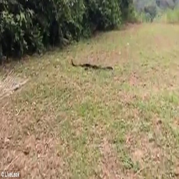 Fearless woman chases after SIX-FOOT snake and catching it with her bare hands  