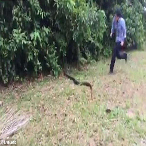 Fearless woman chases after SIX-FOOT snake and catching it with her bare hands  