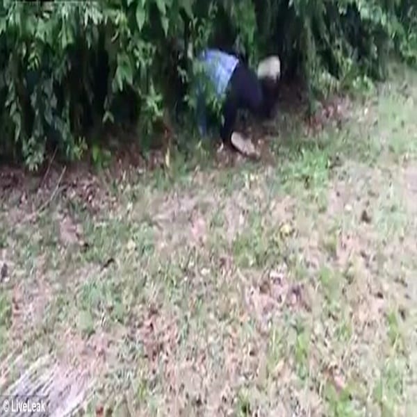 Fearless woman chases after SIX-FOOT snake and catching it with her bare hands  