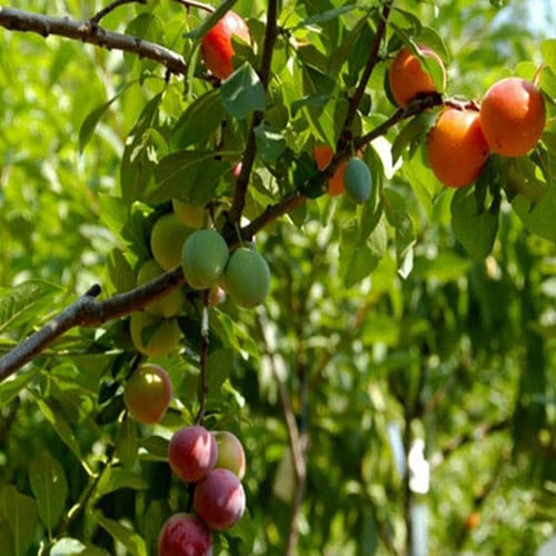 40 types of fruit on one tree