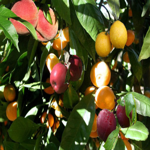 40 types of fruit on one tree