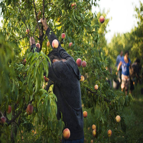 40 types of fruit on one tree