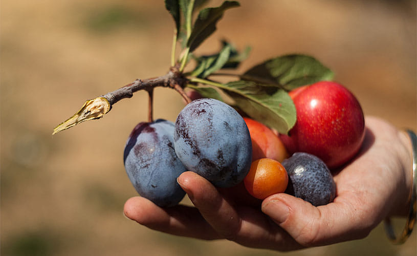 40 types of fruit on one tree