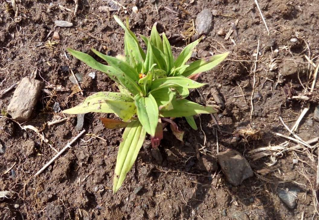 Vaidya Balendu plant rare herbs in tehri