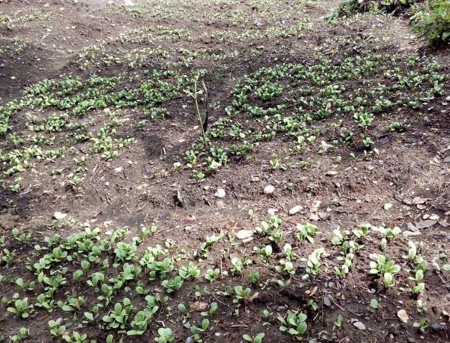 Vaidya Balendu plant rare herbs in tehri