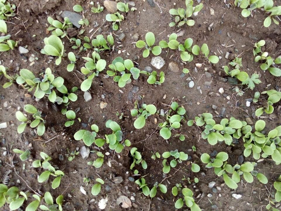 Vaidya Balendu plant rare herbs in tehri