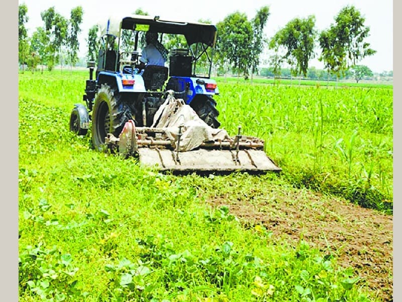 attack, attack of safed makkhi on moong crop, bhatinda crop 