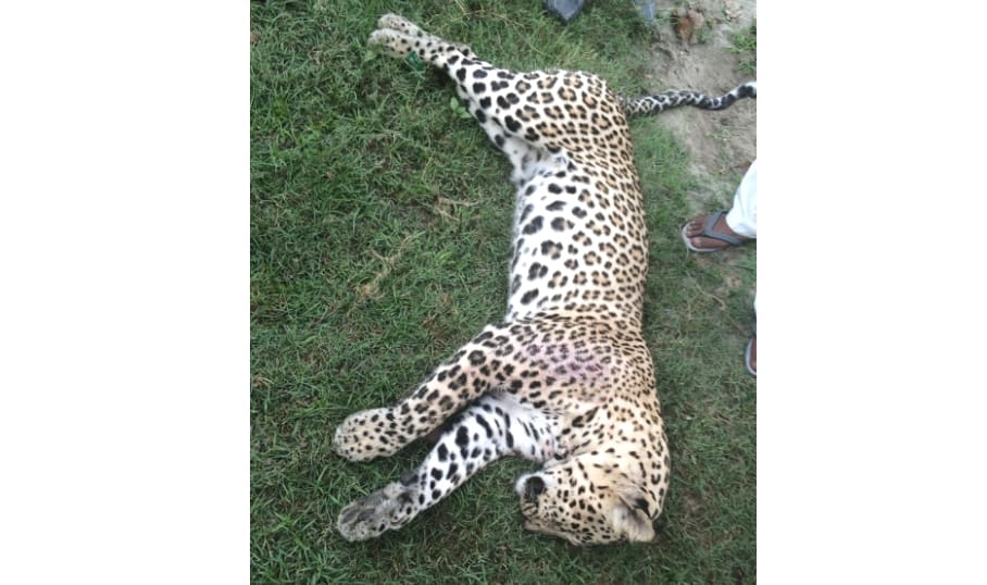 villagers killed leopard at una, live photos.