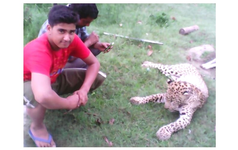 villagers killed leopard at una, live photos.