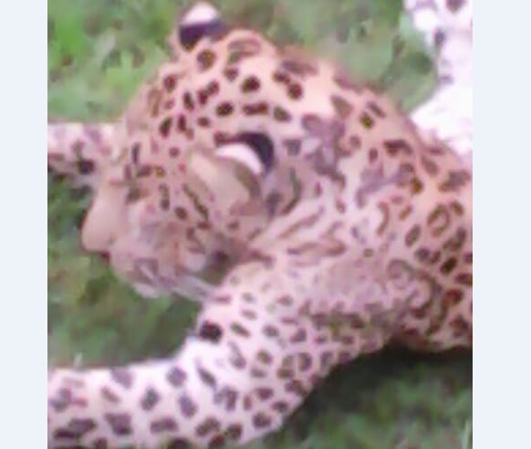 villagers killed leopard at una, live photos.