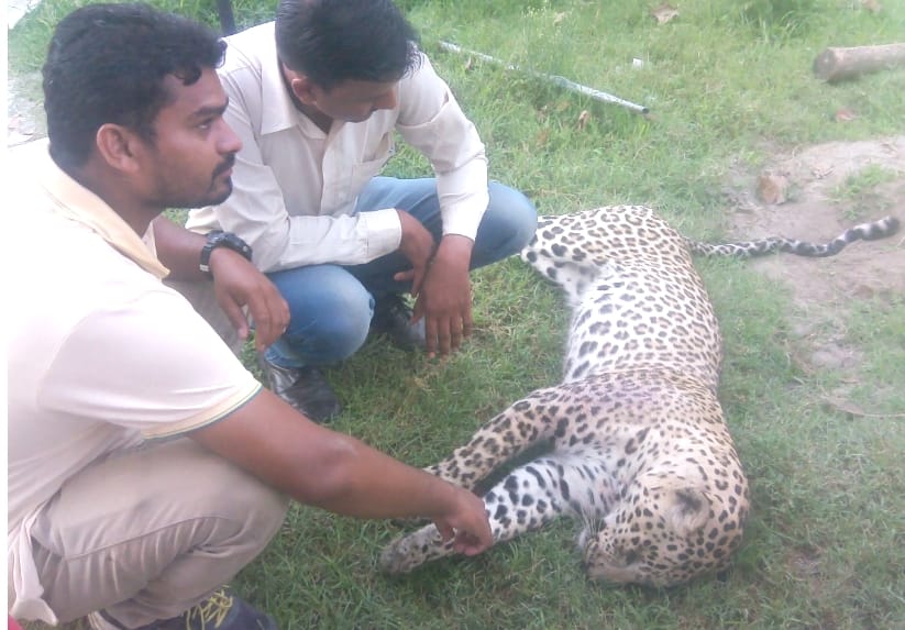 villagers killed leopard at una, live photos.