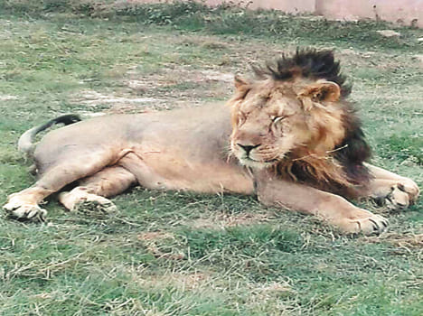 The US administration lion safari will teach the tricks of the cradle
