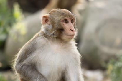 Woman falls from terrace in monkey attack seriously injured