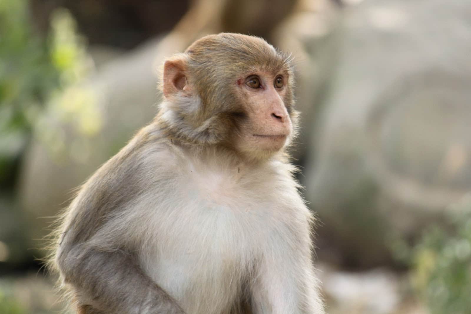 injured monkey gone to hospital for treatment in srinagar