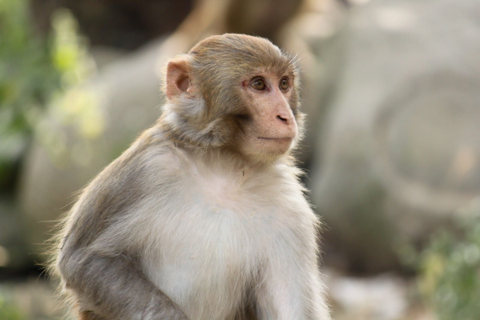 monkey attacked in people uttarakhand hilly area